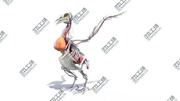 images/goods_img/20210312/3D Pigeon/4.jpg